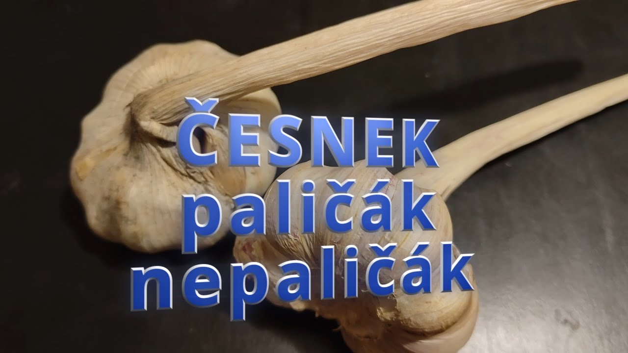 ČESNEK paličák, nepaličák: Kdy sklidit a jak dostat pacibulky z nepaličáku!