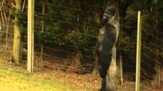 Gorilla Walks Upright