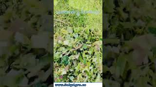 Chaff Cutter | مویشیوں کے لئے معیاری چارہ بنائین | #Livestock #Agri #Farm #Dairy #SobyAgro #silage