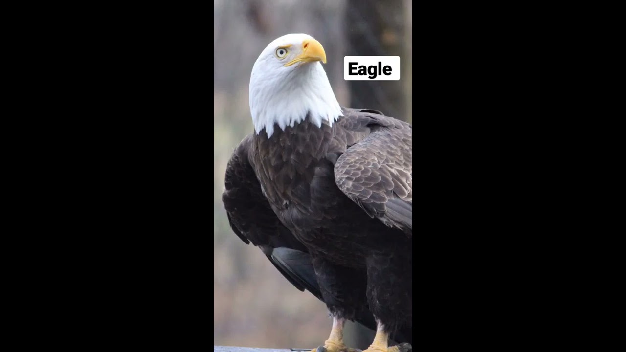 Eagle Sound 