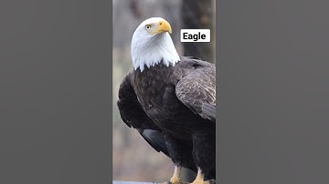 Thumbnail of Eagle Sound 🦅