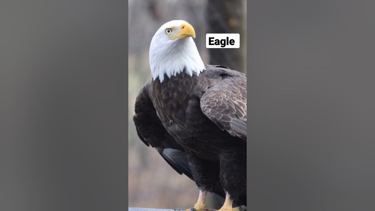 Eagle Sound 🦅