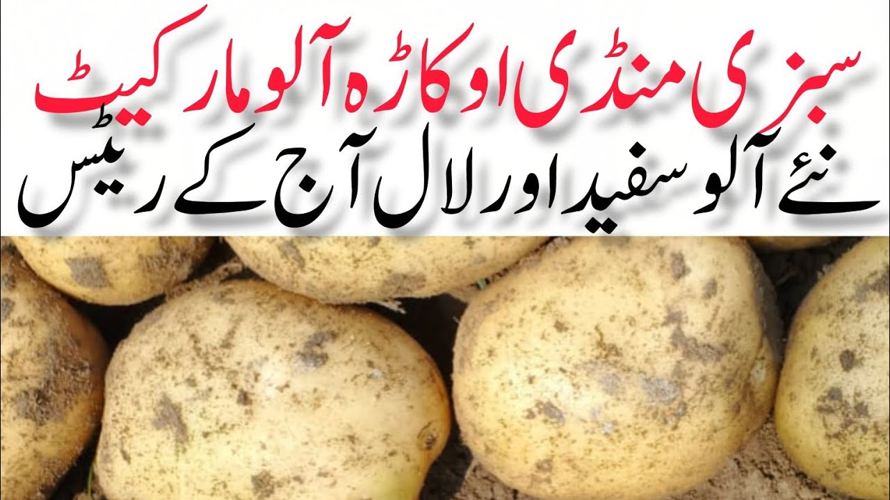 Potato mandi . Aalu mandi . Okara mandi . Potato rate today okara mandi Punjab 27.01.2026
