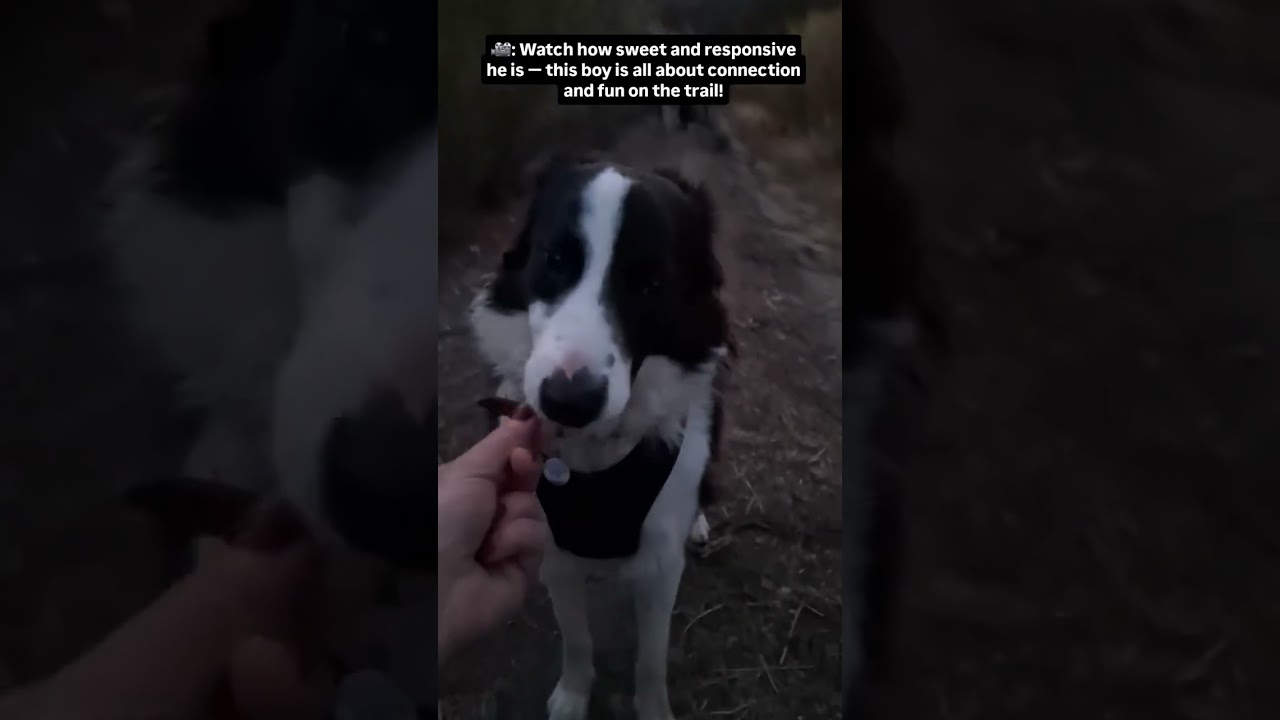 Welcome to the Rose & Co. Pack, Dexter! 