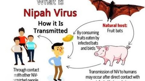 Nipah virus#reels💯👍🔥#health#memes #medicine#like#youtubeshorts#viral👍💯🔥🙌 #viralvideo#trending#music