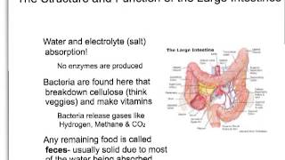Chapter 22 Digestion and Nutrition