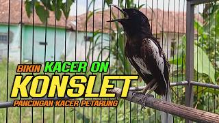 Suara Burung Kacer Bikin Lawan Emosi Gacor, Pancingan Kacer Agar Cepat Emosi Gacor