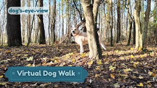 Dog Walk TV • Relaxing Video for Dogs & Their Humans • Virtual Dog Walk in a little Dutch forest screenshot 1