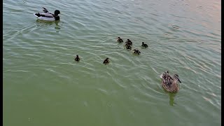 [4K] Wow! Eight New Born Little Ducks