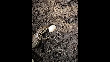 THE LIZARD WANTS TO HIDE ITS EGG Shorts Viralanimal Lizard 