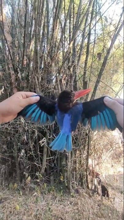 rejeki nomplok!!!dapet burung bagus banget gaes #sibolang #bolang