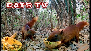 Live 24/7Cats Unlimited Cutest Red Squirrels & Birds with Sound of Mountain Friend For Cat to Watch