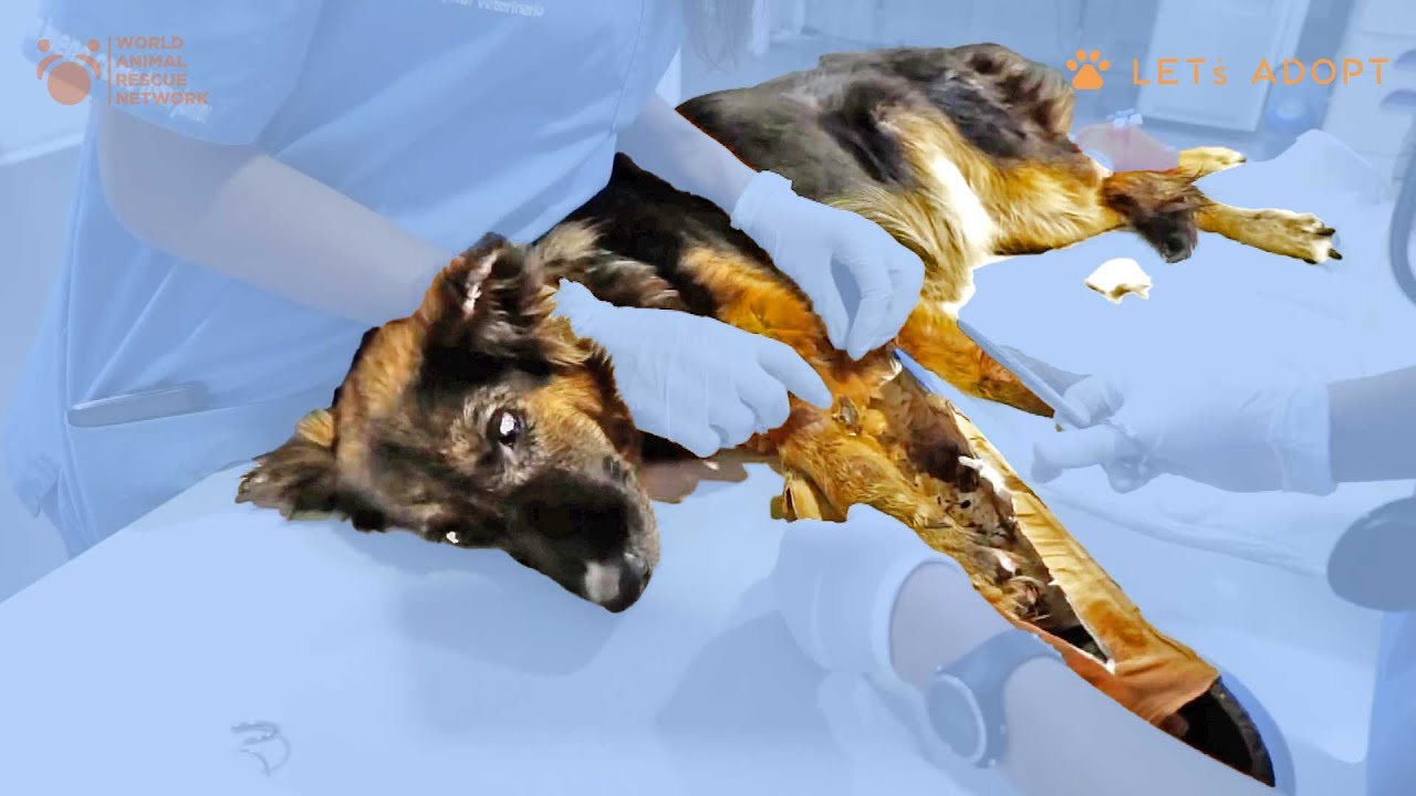 Blind Pregnant Injured German Shepherd Would NOT Give Up! Viktor Larkhill Extreme Dog Rescue