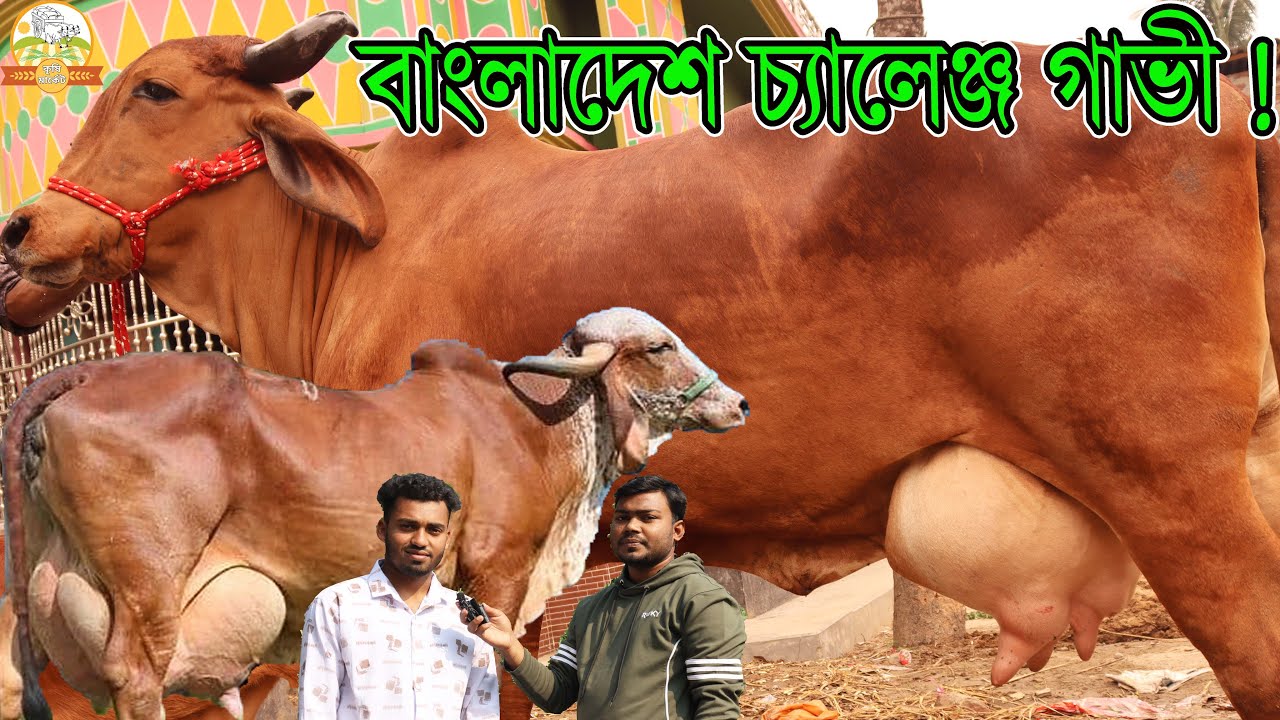 বাংলাদেশ চ্যালেঞ্জ গাভী ! পালের গাভী সহ ইন্ডিয়ান গির ও ব্রাহামা গাভীর সেরা কালেকশন মনির ভাইয়ের
