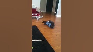 Jack and the kickeroo