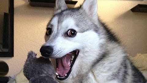 Roger Melee - Day 1 - Animation Throwdown - 2/27/23