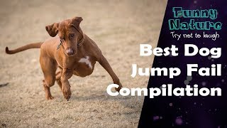 Funny Dogs Jump Slow Motion Vines Fails -  try not to laugh - FunnyNature by Funny Nature 175 views 6 years ago 2 minutes, 5 seconds