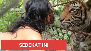Tak Ada Rasa Takut Cak Sholeh Bermain Dengan Harimau Mulan.