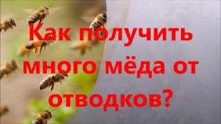 Как получить много мёда от отводков