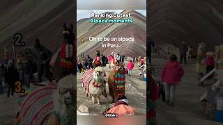 Best Alpaca Moments