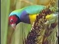 Gouldian Finch Conservation - ABC News