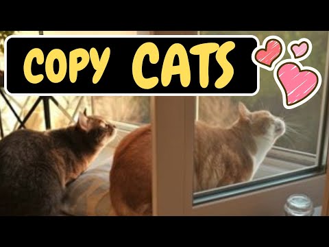 Do Cats Mimic Each Others Behavior