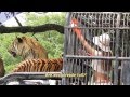 Beauty Feeding the Beasts, Tigers at Bangkok Safari World 　バンコク・サファリ・ワールドのトラの餌やり