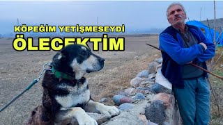 KANGAL KÖPEĞİM HAYATIMI KURTARDI -BEŞONUN ESKİ SAHİBİ HASAN AMCA