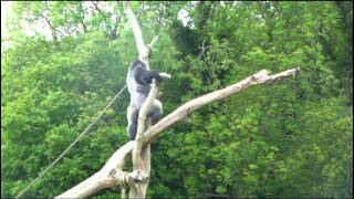 Ambam The Western Lowland Gorilla Climbing & Standing Up Like a Man  2010Gorilla