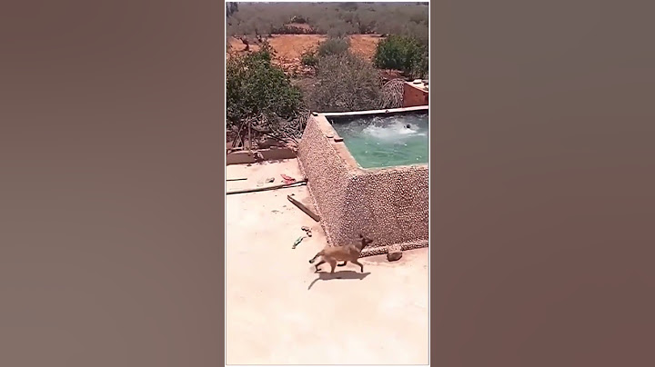 Dog saves human life/ watch how quickly dog rescue # dog # rescue @funnyanimalsclips1