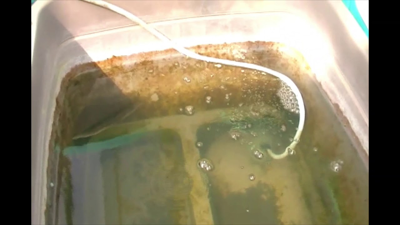 メダカ飼育 水面に漂う泡とかエアレーションの是非についてのお話 Youtube
