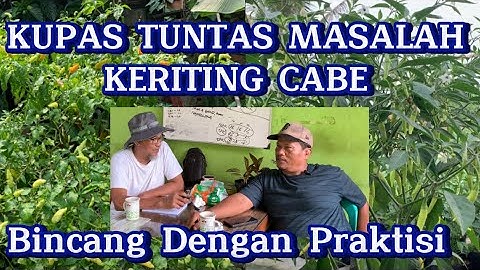 MASALAH KERITING CABE : Pembahasan Menyeluruh, Penyebab dan Solusi Pengendaliannya