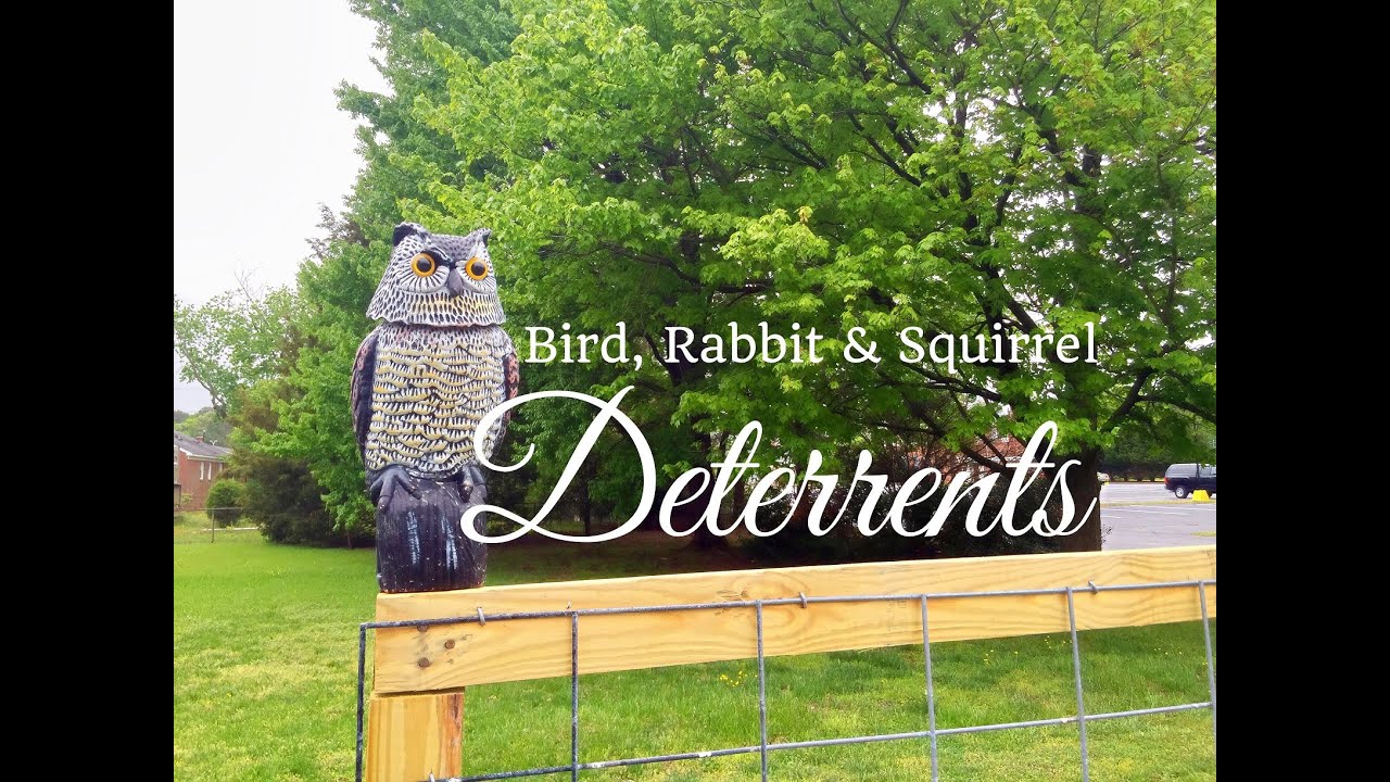 HD Bird, Rabbit & Squirrel Deterrents for your Vegetable ...