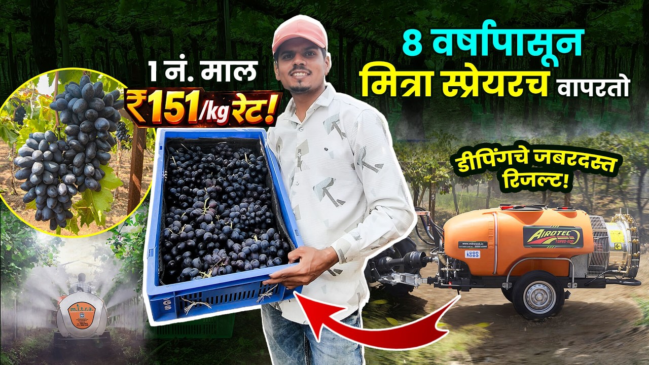 3 मित्रा स्प्रेयर वापरणाऱ्या शेतकऱ्याला भेटले जबरदस्त यश ! द्राक्षांना मिळाला प्रीमियम दर ₹151/kg!