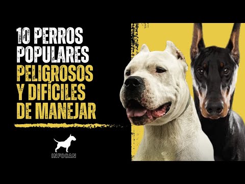 Video: ¿Qué razas de perros son difíciles de asegurar?