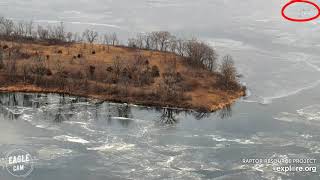 Mississippi River | Bald eagles hunting a duck