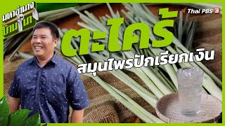 ตะไคร้ สมุนไพรปักเรียกเงิน | มหาอำนาจบ้านนา