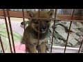 豆柴いちご、うちに初めて来た日