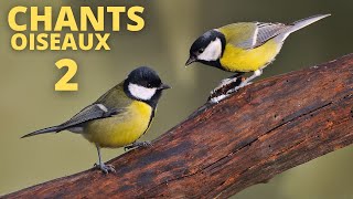 CHANTS  D'OISEAUX : LECON  2 #oiseaux #ornithologie #birds