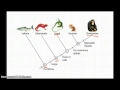 Unraveling Evolutionary Relationships Through Cladograms