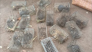 Bẩy chuột cống nhum đặc có ít mà nó dính như thế nầy nè anh em ơi #sanbatbatri#