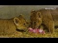 屋内で肉を食べる赤ちゃんライオン(釧路市動物園 ヤマト＆ゆうひ)