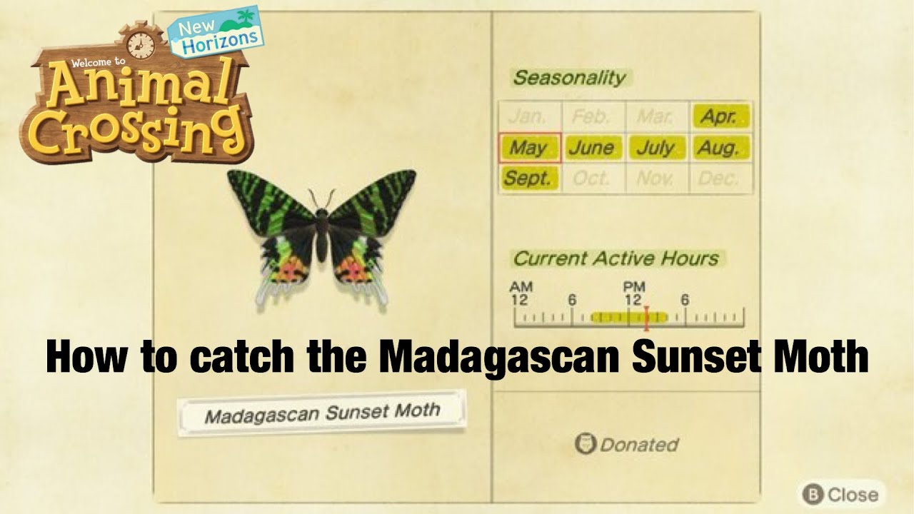 How to Catch A Madagascan Sunset Moth In Animal Crossing New Horizons