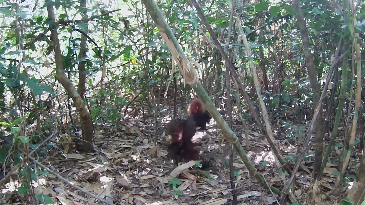 28 ni palung ka hunter at 18 na huli this season.