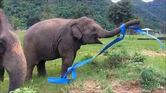 Yea Alabama Fight Song with Celebrating Elephant Roll Tide! Yea Alabama Fight Song with Celebrating Elephant Roll Tide!