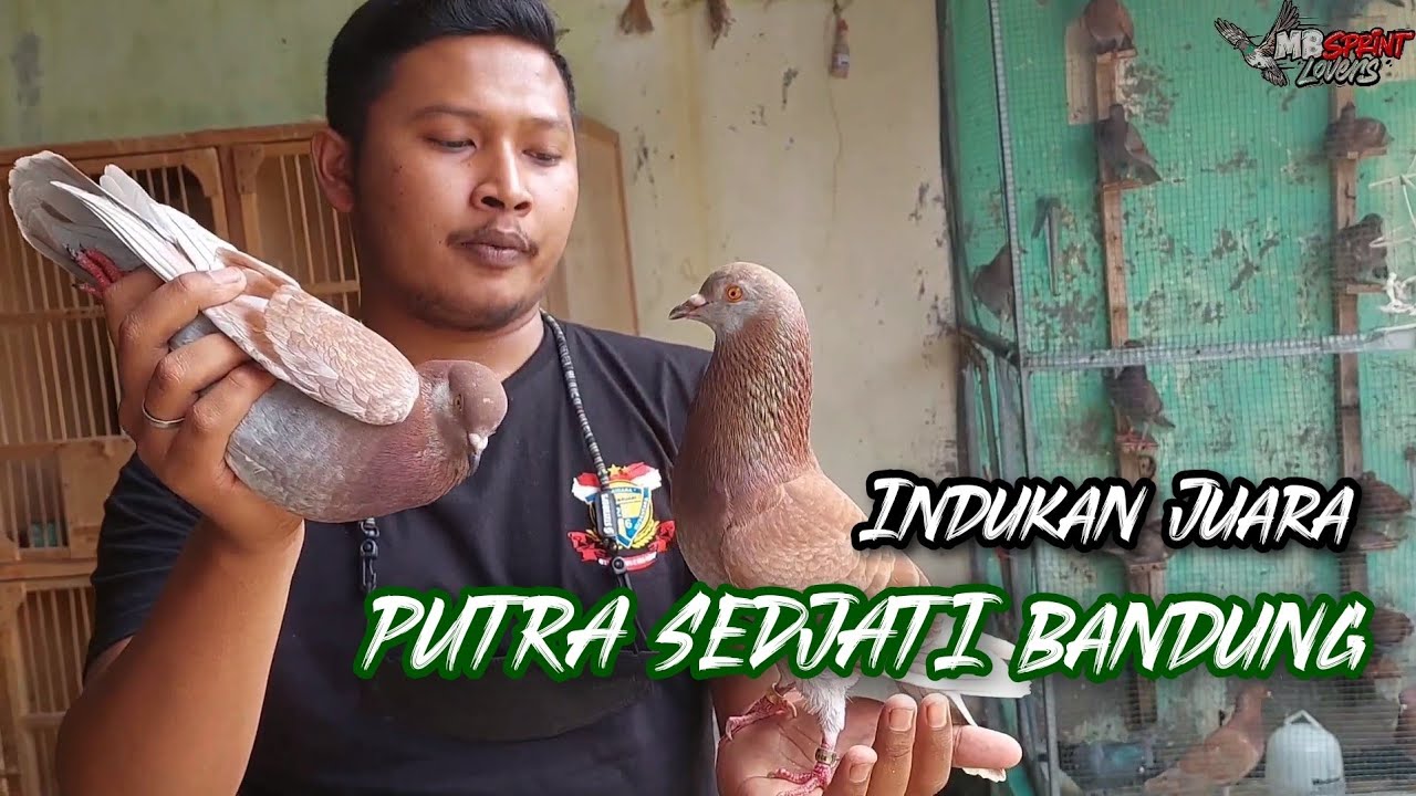 Intip Materi Indukan Putra Sedjati Bandung