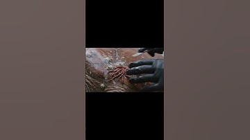 Thumbnail of Saving turtle from trash #wildliferescue #wildlife #animals #ocean #oceanlife