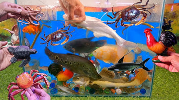 Video tổng hợp cá cảnh đẹp, động vật dễ thương, cá mập trắng, cá mập đen, cua xanh, bạch tuộc cute