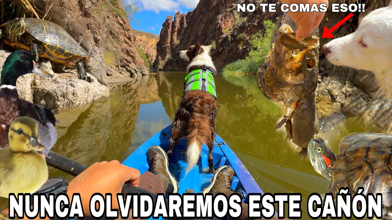 4 Años Y Una Aventura Épica