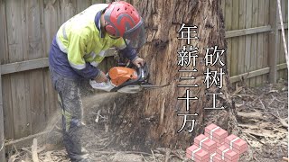 澳洲招聘砍树工人 | 砍树工急需 | 澳洲工作